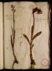  Fol. 37 

Palma Christi minori flore amethestino ad roseum tendente. Palma Christi alpestris flore luteo
